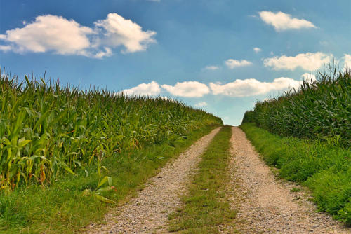 'Der Weg durch den Mais zu den Wolken'. Der Mais beherrscht das Landschaftsbild in der Region.