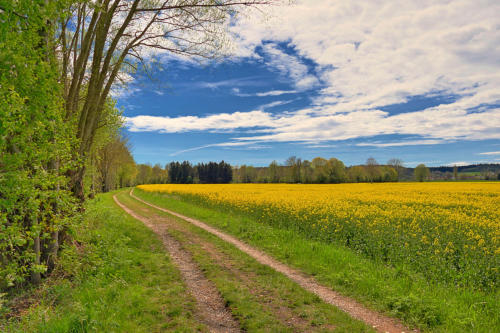 Rapsblüte am Mindeltalradweg südlich von Thannhausen