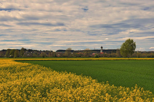 Rapsblüte im Mindeltal