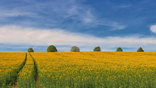 "Rapsodie in Gelb" - ein Rapsfeld an der B300 westlich von Ursberg.