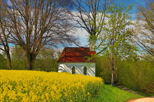 Die '14 Nothelfer Kapelle' und die Rapsblüte westlich von Oberrohr.