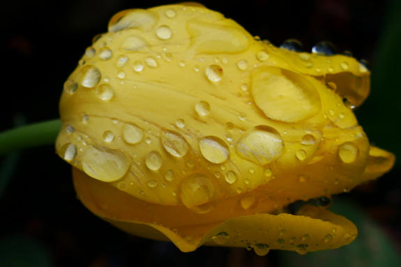 Tulpe im Regen