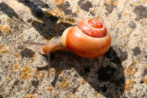 Schnecke aus der Nähe - ihr Haus müßte mal repariert werden.