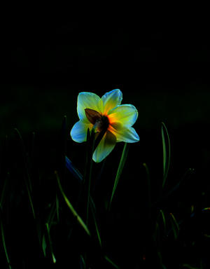 Narzisse im Garten - im Licht der letzten Sonnenstrahlen des Tages.