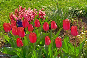 Buntes im Garten.