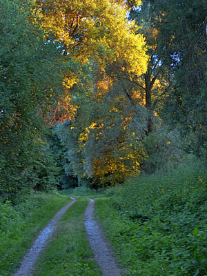 Sonnenstrahlen am Mindeltalradweg