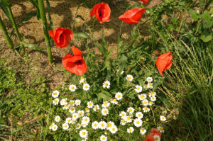 Buntes am Wegesrand.