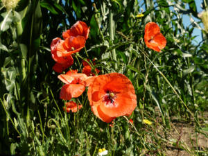 Betörend schön - Mohnblumen am Maisfeld.