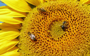 Bienen beim Frühstück