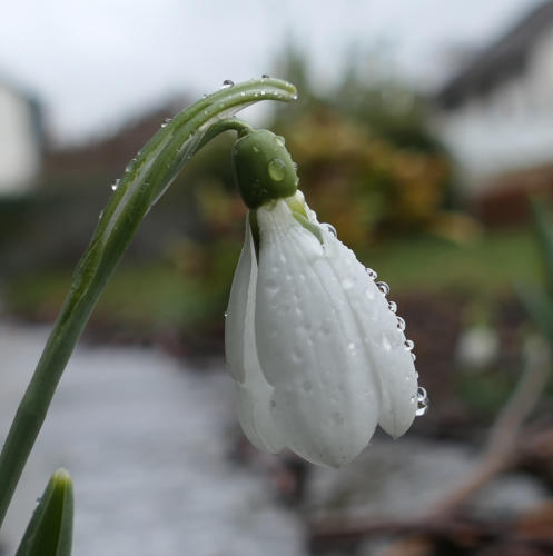 Schneeglöckchen im Regen