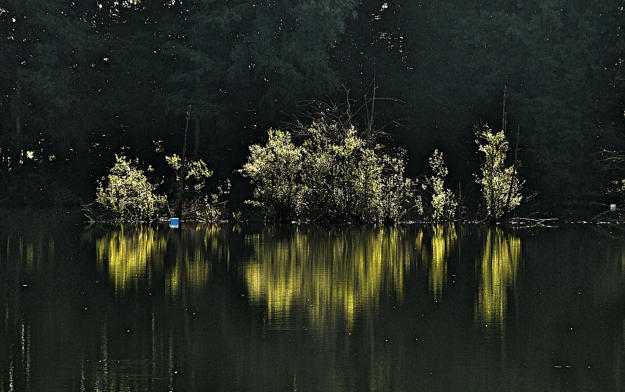 'Spiegelung' - 26.August 2019 an einem Weiher im Mindeltal.