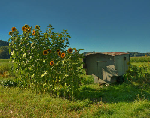 Idyll - gesehen bei Mindelzell