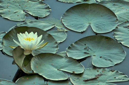 Seerose - ein 'Gedicht', in einem Weiher im Mindeltal.