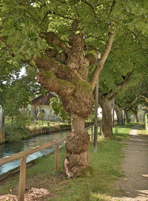 Ein Spitzahorn, offenbar vom Baumkrebs befallen. Entdeckt am Mühlbach in Thannhausen.