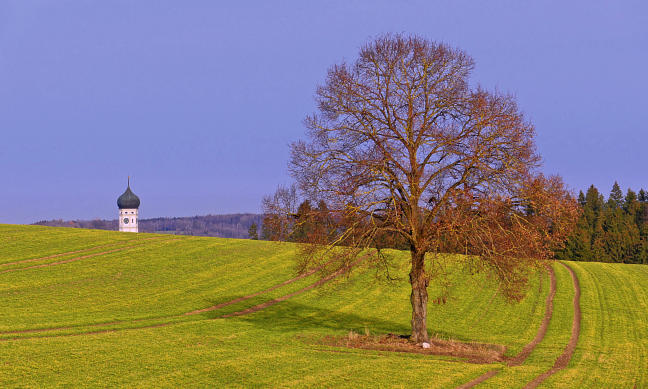 'Blickkontakt' - ein Laubbaum und der Ursberger Kichturm auf Augenhöhe. Entdeckt westlich von Ursberg nahe der B300.