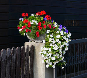 Die Blumen in Nachbars Garten - sind meist die Schönsten.