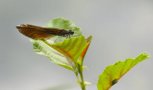 Eine Heidelibelle an einem Weiher im Mindeltal.