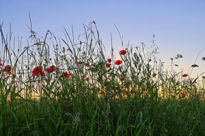 Sonnenuntergang im Mindelried westlich von Thannhausen.