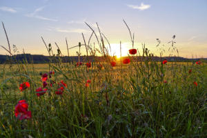 Sonnenuntergang im Mindelried westlich von Thannhausen.