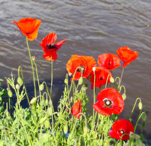 Mohnblumen am Ufer der Mindel