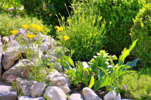 Sommerfarben im Garten.