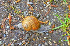 Nach dem Regen auf 'Achse' - die Weinbergschnecke.