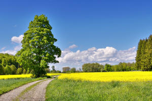 Rapsblüte im Mindeltal zwischen Bayersried und Mindelzell