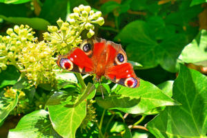 Ein Tagpfauenauge im Garten.