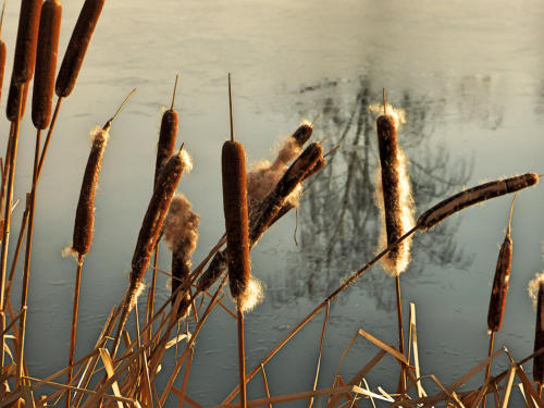 Schilfkolben im Gegenlicht in einem halbzugefrorenen Weiher.