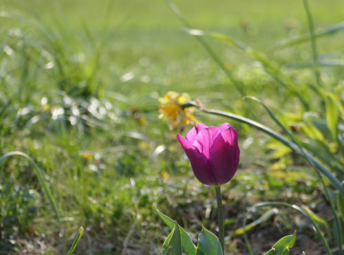 Die Lieblingstulpe im Garten