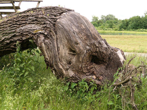 'Ein wildes Tier aus vergangenen Zeiten' - Mammut, Elefant, Nashorn, Büffel ? - es ist ein Totholzstamm einer Pappel, entdeckt an der Kleinen Mindel südlich von Bayersried.