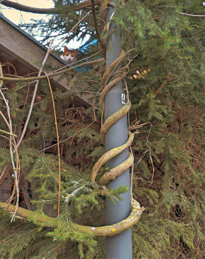  "Fest im Griff" hat ein Fichtenast diesen Laternenmast - aber die Frage ist: wer hält hier wen? Jedenfalls haben beide das Sturmtief schadlos überstanden, davon überzeugte sich nicht nur der Fotograf sondern auch die Katze auf dem Dach.