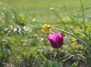 Die Lieblingstulpe im Garten