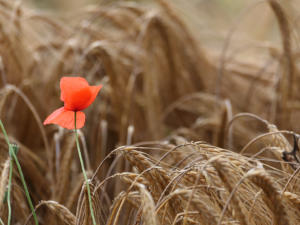 Mohn und Korn