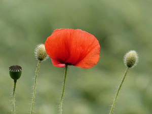 Das schönste Rot des Sommers - die Mohnblume