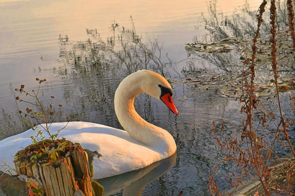 Der stolze Schwan geniesst offensichtlich die Novembersonne und der zur Zeit herrschende Föhn zaubert mit seinem Licht.