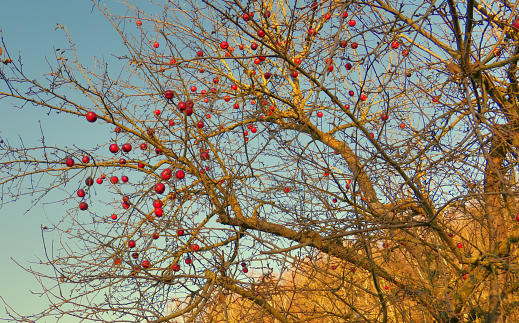 Spätlese oder Weichnachtsschmuck - das ist hier die Frage. Ein Apfelbaum, fotografiert am 17.12.20. im Thannhauser Ortsteil Nettershausen.