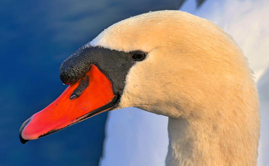 Mit 'Perlen im Haar' liess sich dieser Schwan porträtieren.