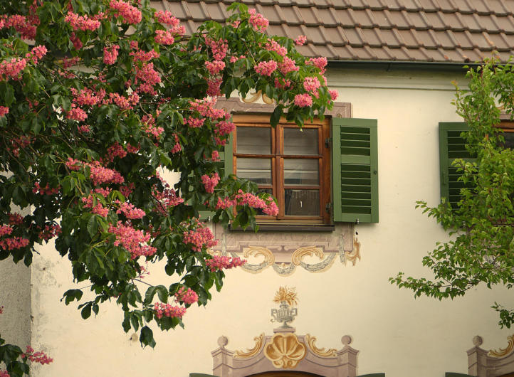 Kastanienblüte vor dem denkmalgeschützten 'Färberhaus' in Thannhausen.