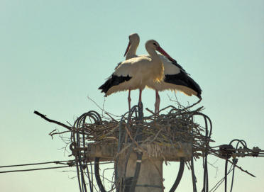 Ein Storchenpaar beim Nestbau auf einem Strommast.