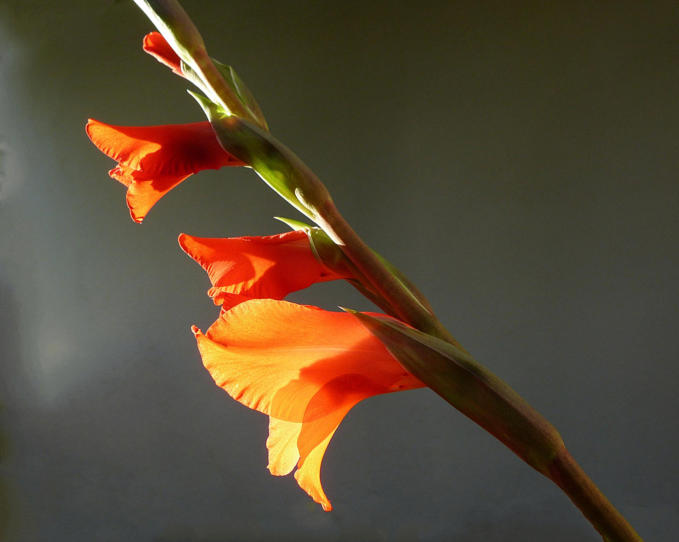 Gladiolen - im Licht der letzten Sonnenstrahlen des Tages.
