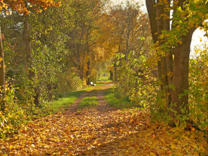 Der Herbst und seine Farben - am Mindeltalradweg südlich von Thannhausen.
