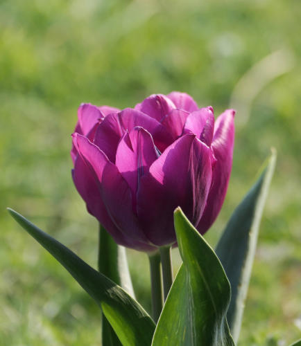 Tulpe im Garten - aus der Nähe betrachtet.