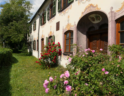 Rosenblüte am denkmalgeschützen Färberhaus in Thannhausen