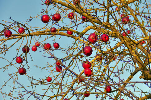 Spätlese oder Weichnachtsschmuck - das ist hier die Frage. Ein Apfelbaum, fotografiert am 17.12.20. im Thannhauser Ortsteil Nettershausen.