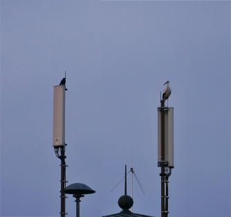 "Zwiegespräch". Auf den Antennen des Feuerwehrhauses in Thannhausen stehen sich eine Krähe und ein Storch gegenüber - was werden sie sich wohl zu sagen haben? Ein Schnappschuss aus ca. 140 m Entfernung.